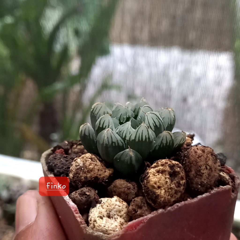 haworthia obtusa hirose, ex motherplant variegata
