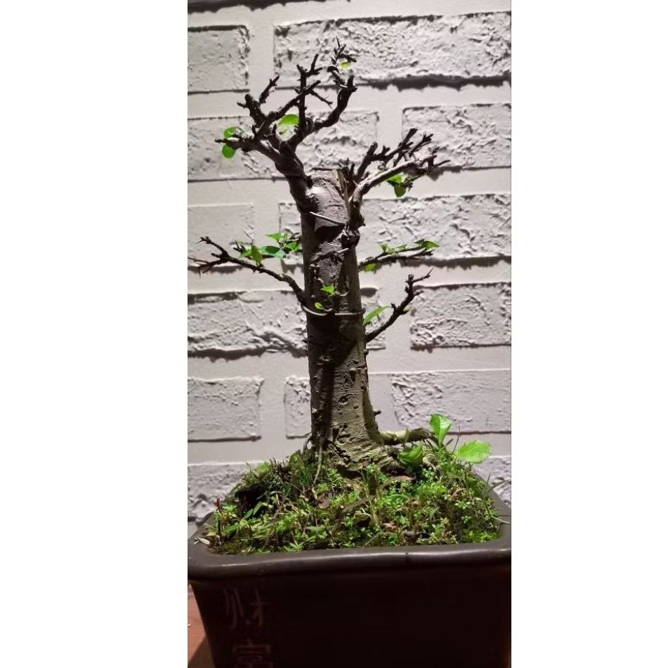 Bonsai delima batu mame