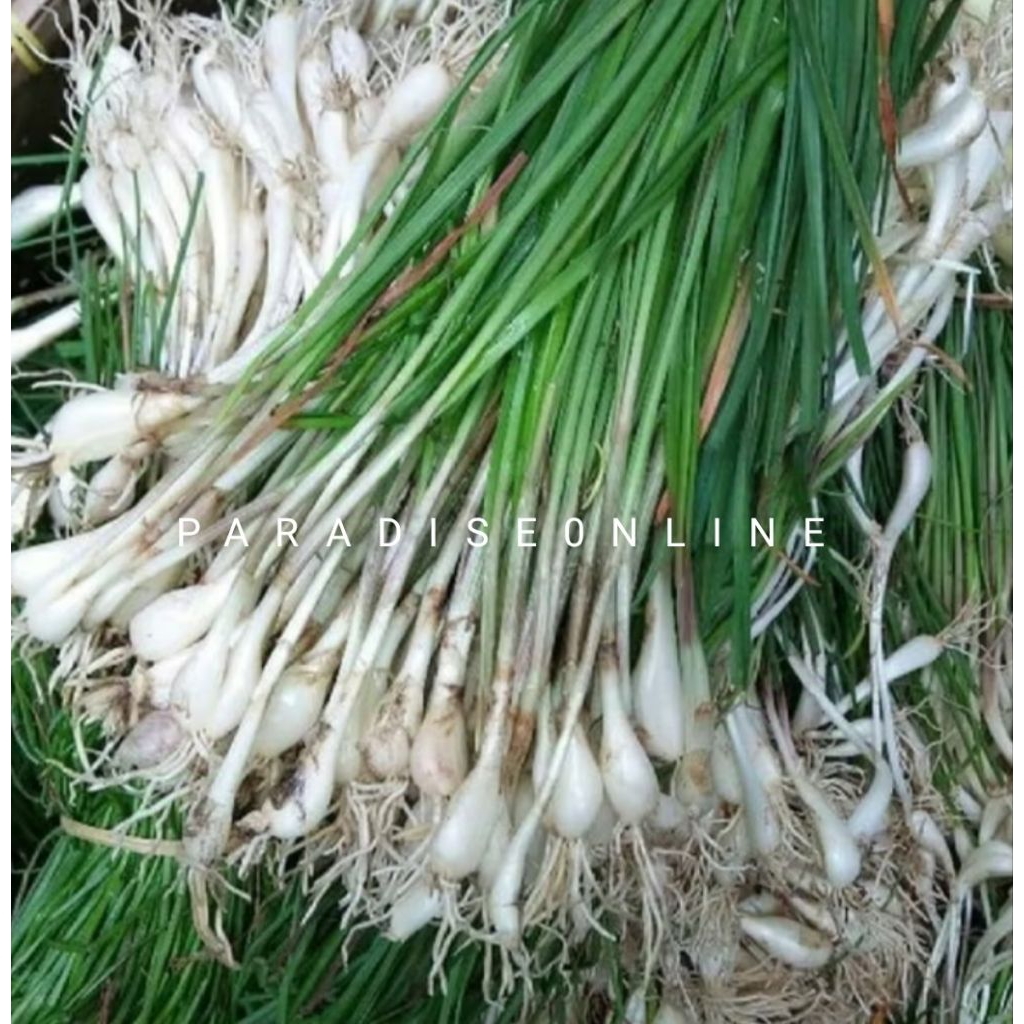 

Sayuran bawang kuncai 500gram