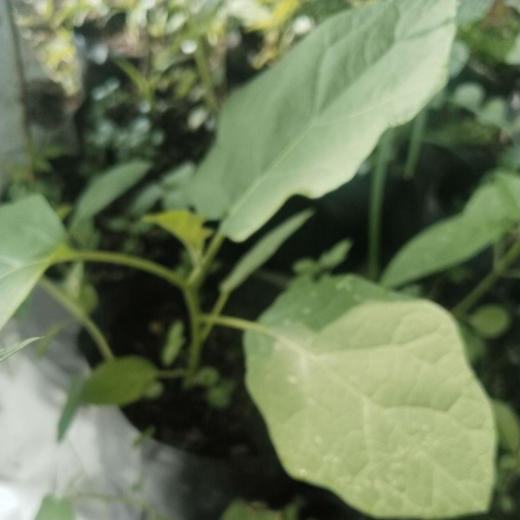 bibit tanaman terong pipit