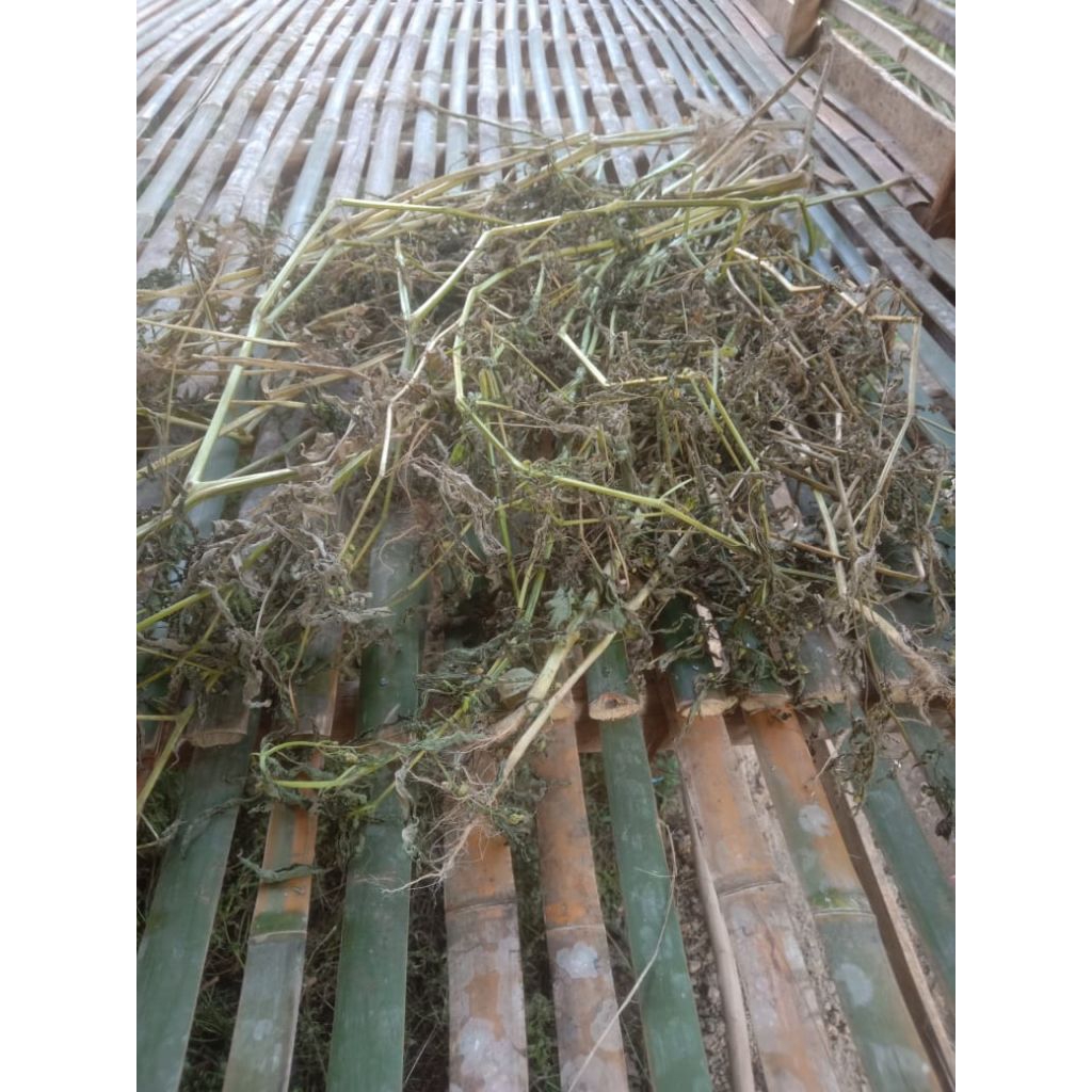 

Daun Ciplukan kering 500 gram Obat Herbal Alami