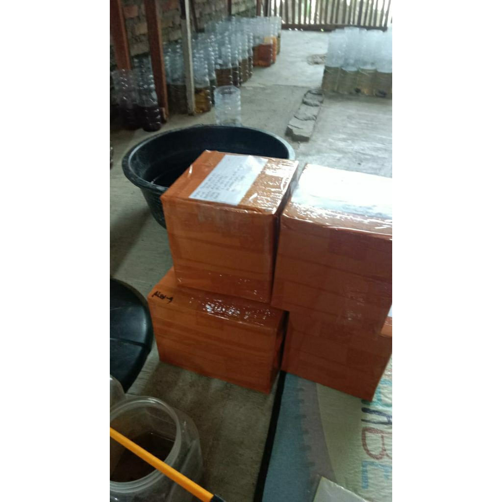 

Live kotak kardus live 1pair RGG Real pock VVIP