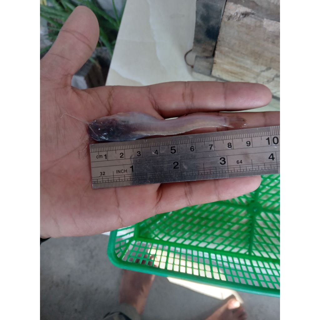 cairan pencernaan Bibit lele usia  8-9 cm unggulan sangkuryang ( simak deskripsi) hanya mengirim sid