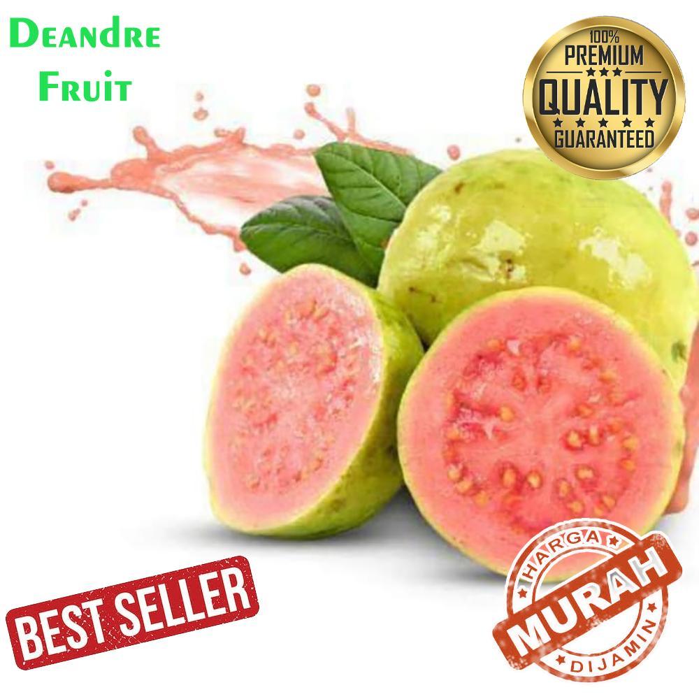 

PROMO MURAH SeShopee Jambu Biji Merah 2kg Red Guava Jambu Merah Biji TERMURAHH