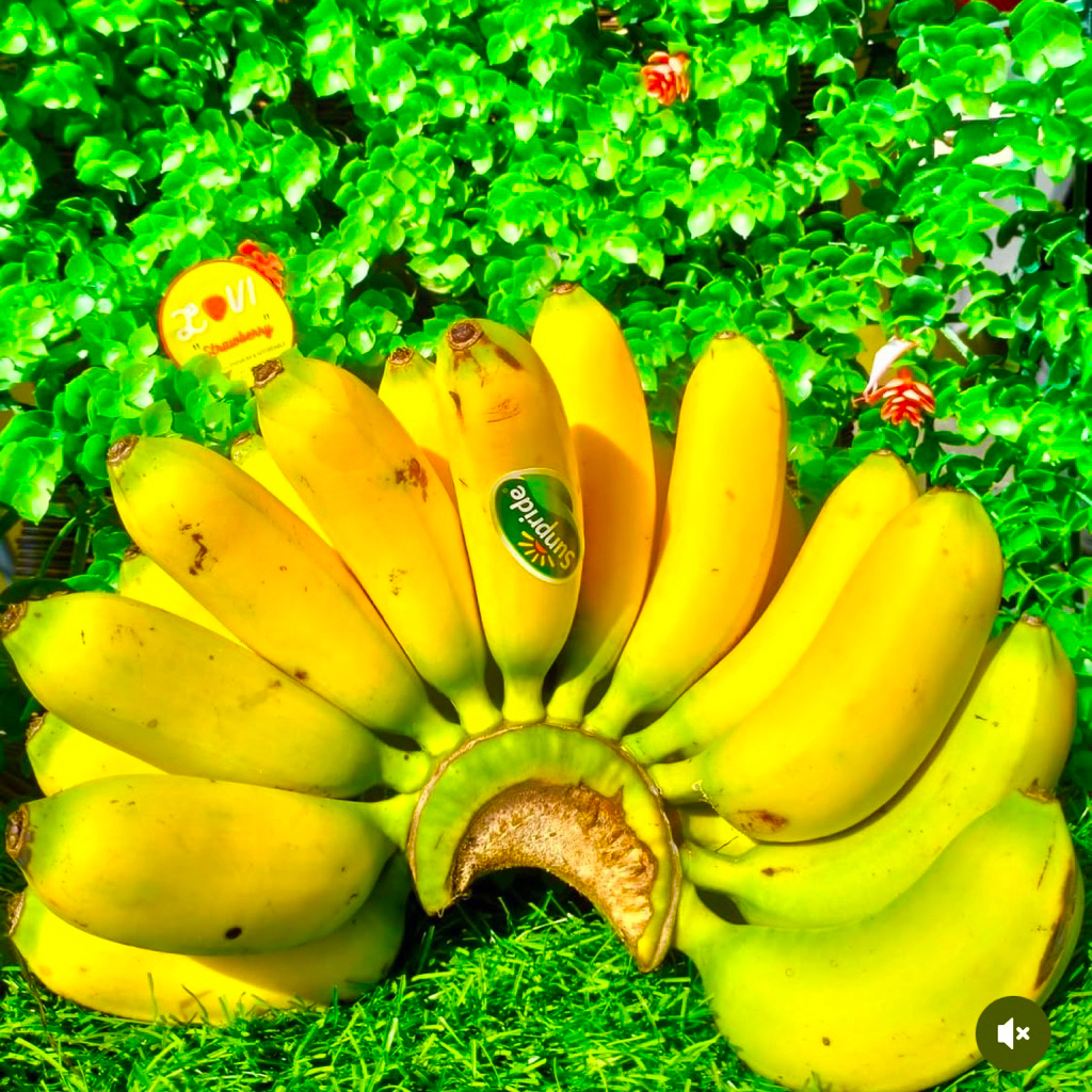 

PROMO Pisang Mas Kirana Sunpride fresh 1sisir