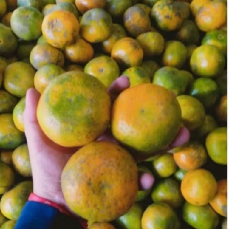 

JERUK MEDAN 500GR [MINIMAL ORDER 1KG]