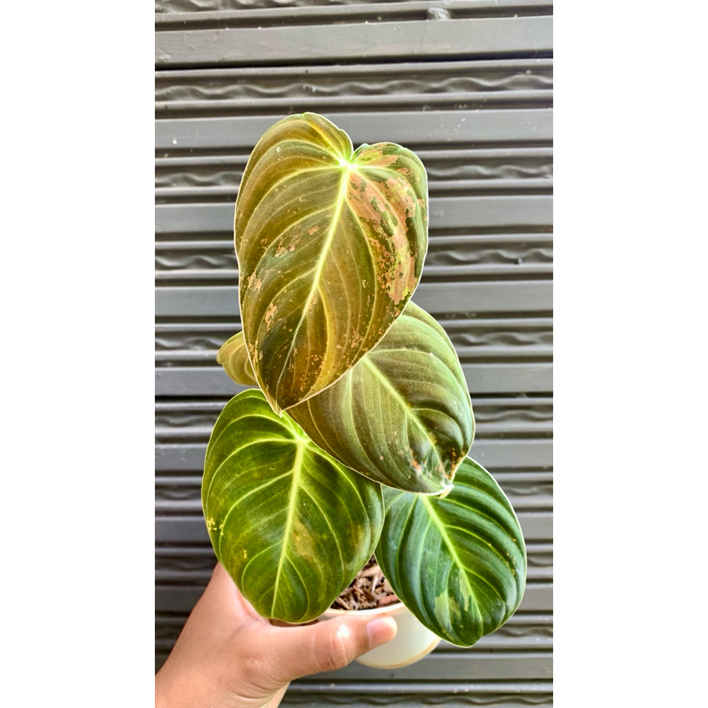 Philodendron Melanochrysum Variegata / Melano Varigata murah