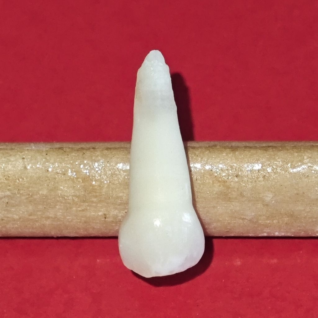 Gigi Susu / Gigi Sulung Kaninus Rahang Atas Kiri (Gigi 63) - Gigi Asli - Gigi Praktikum