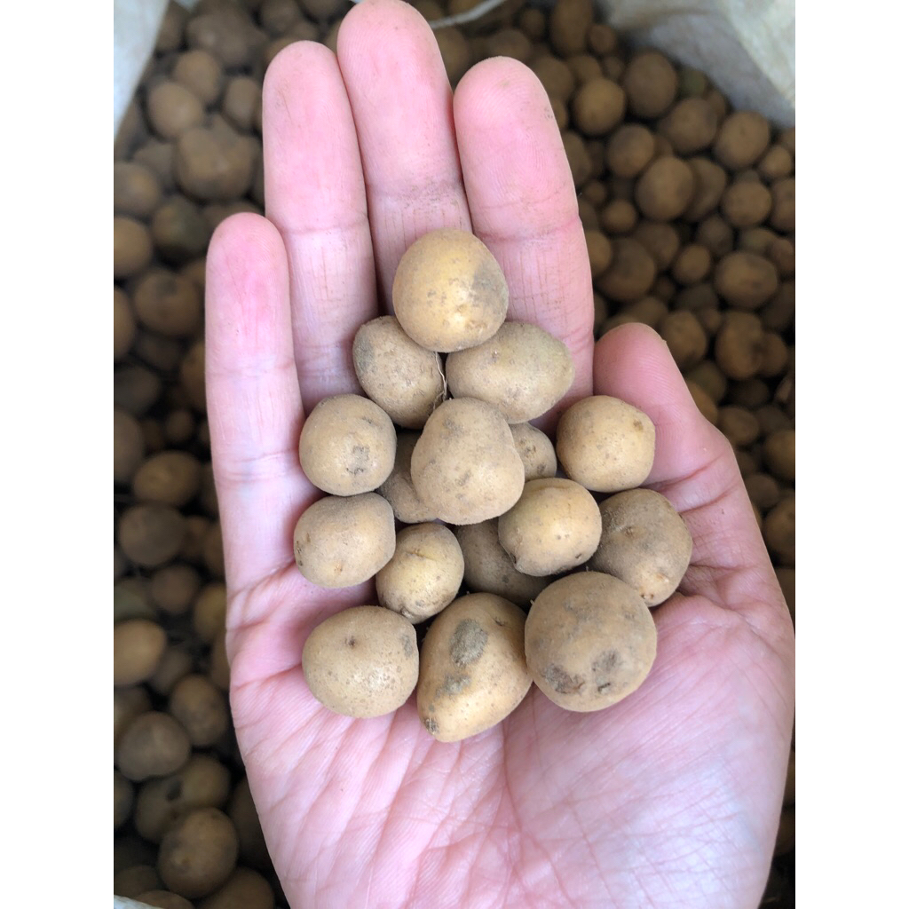 

KENTANG BABY MICRO-KENTANG SANGAT KECIL DIBAWAH UKURAN KELERENG 1 KG