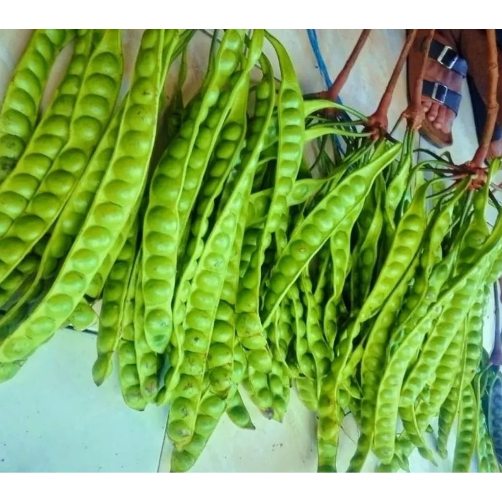 

pete baru petik super pilhan per 10 papan