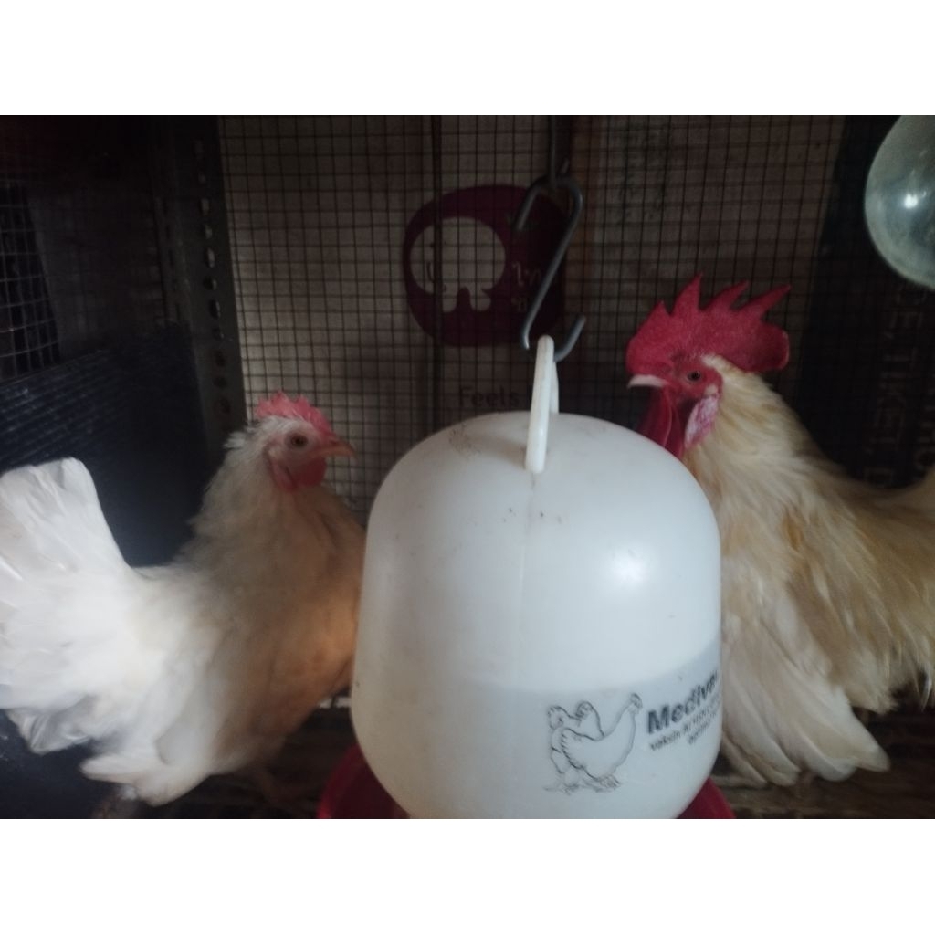 Ayam Indukan  Kate Putih Sepasang