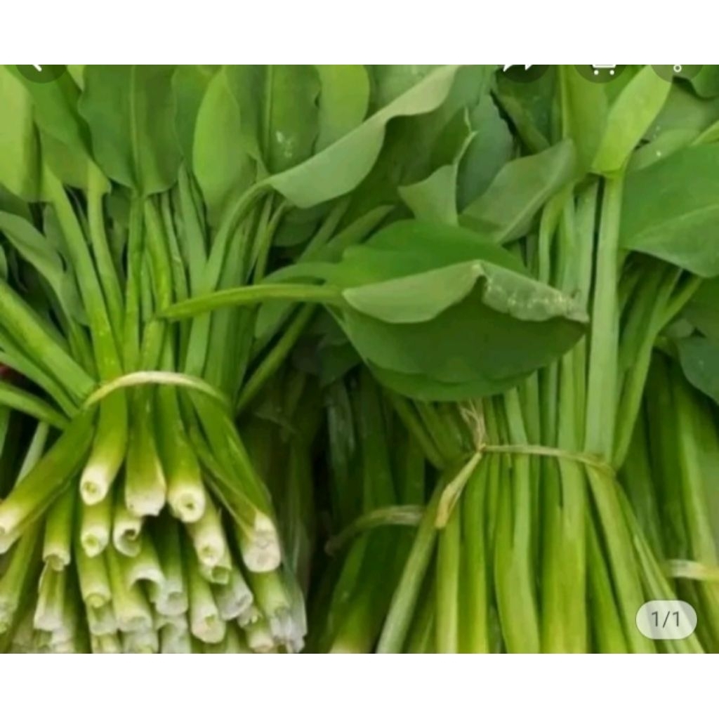 

sayùran,genjer,segar,petik,saat,ada,pesanan,500g