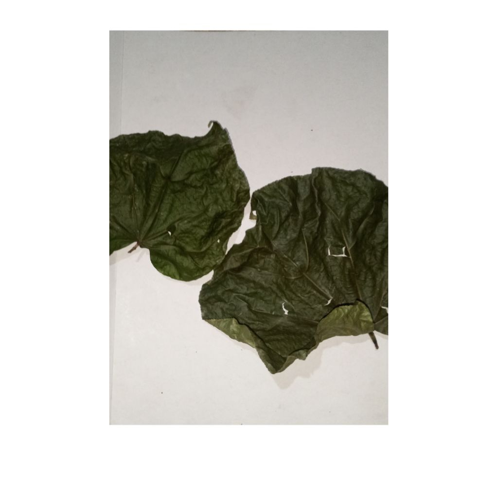 

Daun Waru Kering 50 Gram | Hibiscus Tiliaceus | Herbal Alami