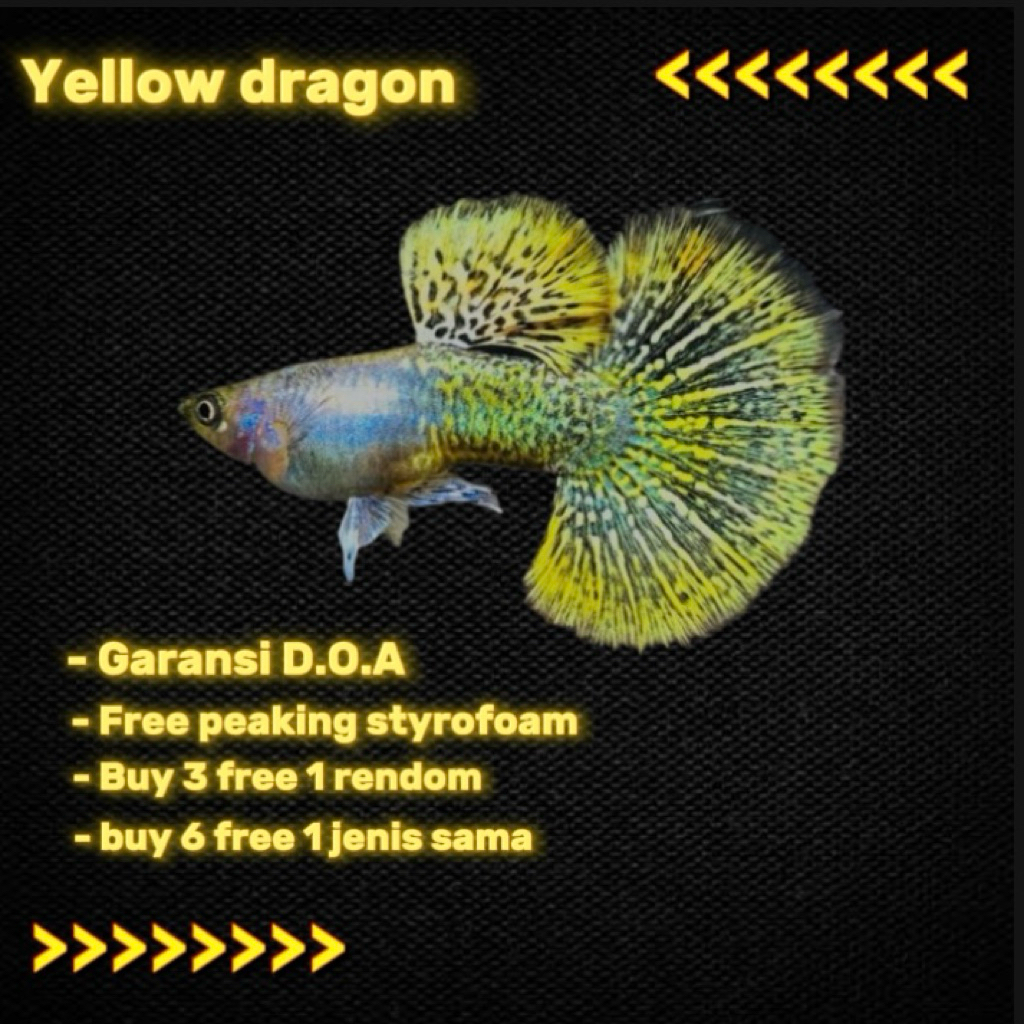 obat ikan guppy_Yellow dragon