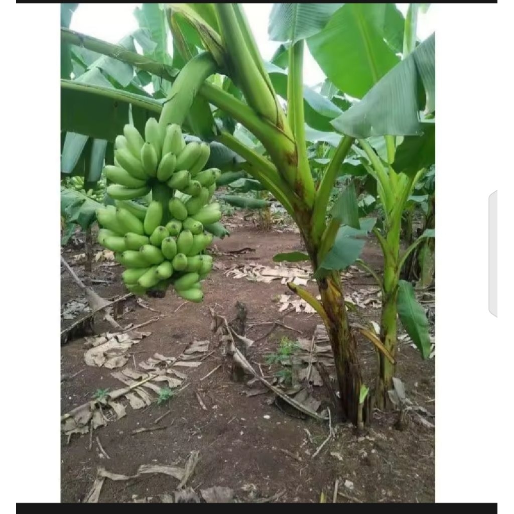 BIBIT PISANG MAS KIRANA BIBIT MATA TUNAS siap dintanam