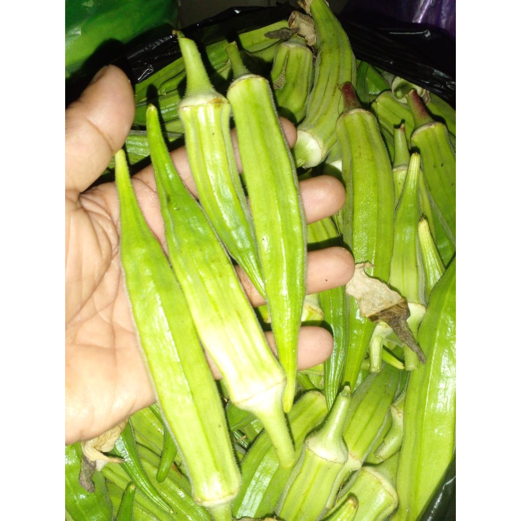 

okra hijau segar langsung dari tanaman sendiri banyak manfaat kesehatan sayur okra