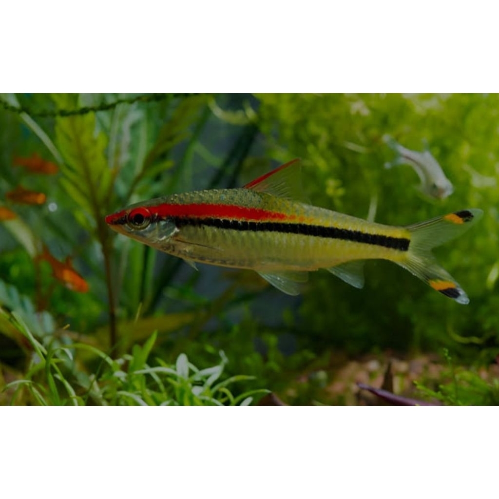 Ikan hias aquascape Denisoni/Pontius