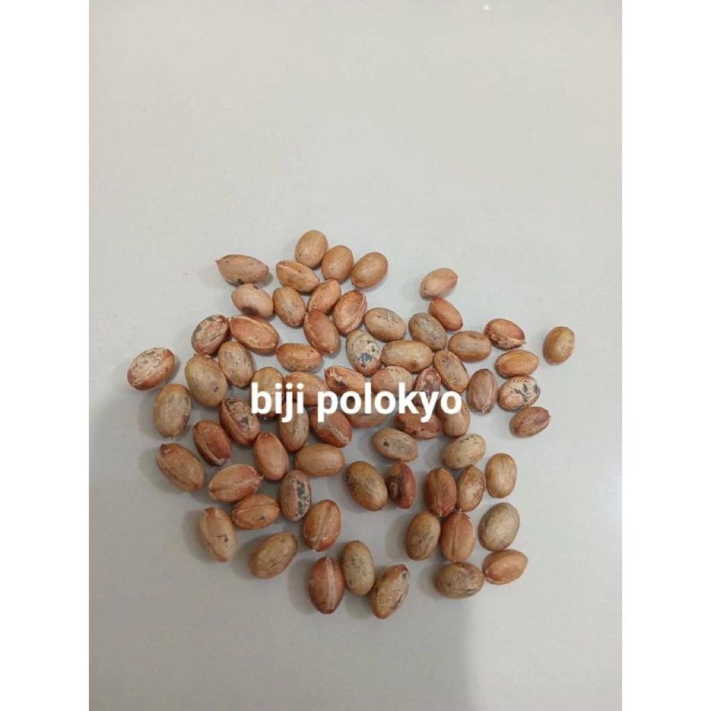 Biji polokyo biji polikio obat diet pelangsing kurus alami