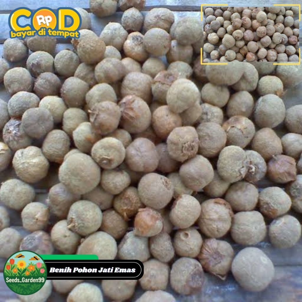 [TERLARIS] BIJI BENIH POHON JATI EMAS SUPER