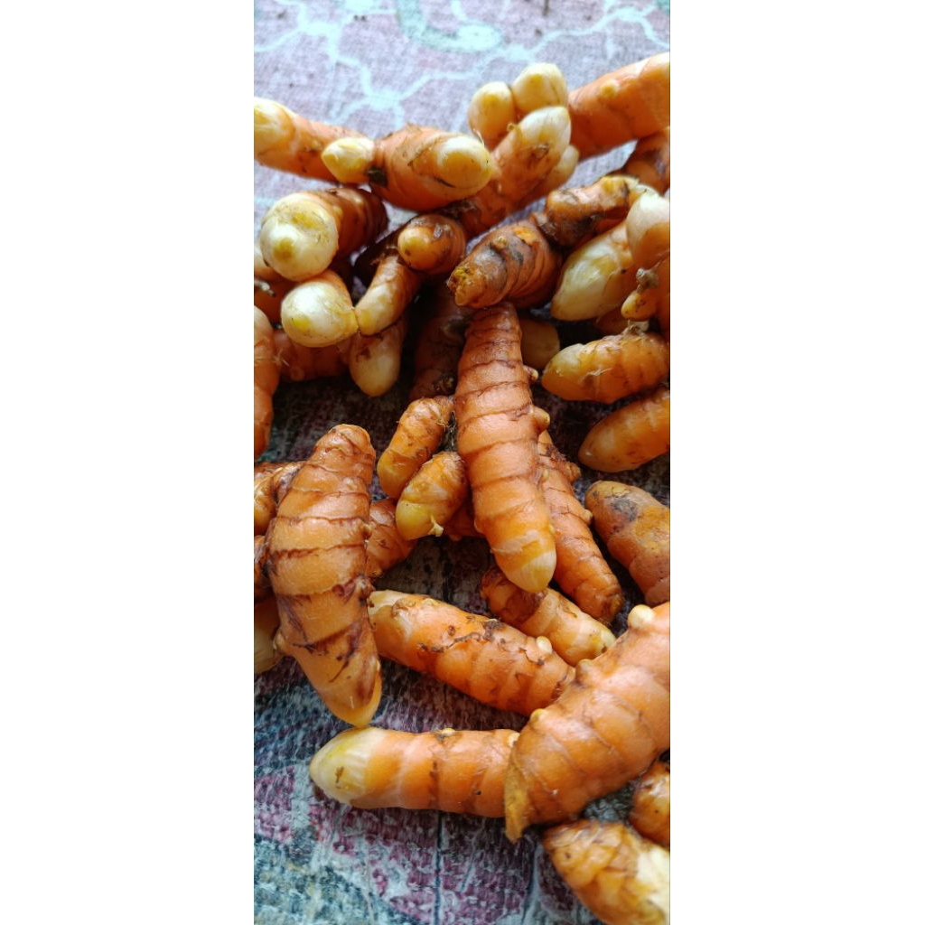 

KUNYIT SAYUR SEGAR KUNYIT/KUNIR PRES 1 KG BERSIH