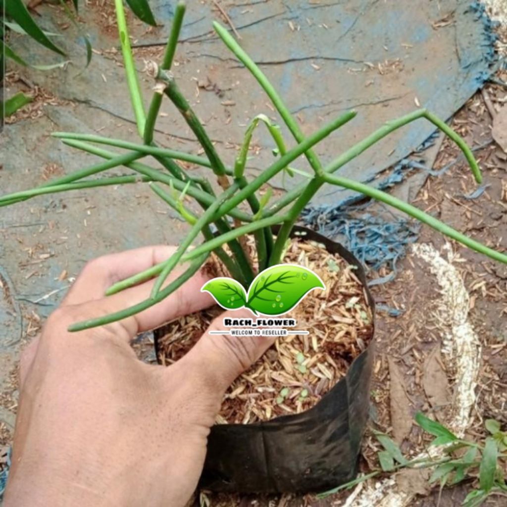 Tanaman hias patah tulang - tanaman herbal patah tulang
