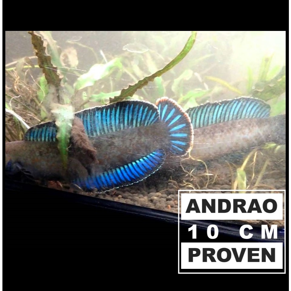 Andrao Proven 10cm (satu pasang)