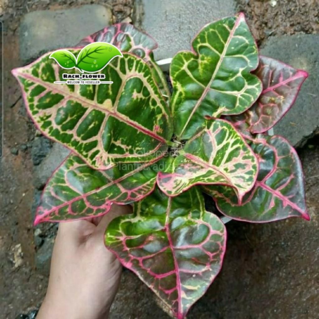 Tanaman hias puring kura - Pohon puring kura - tanaman puring kura