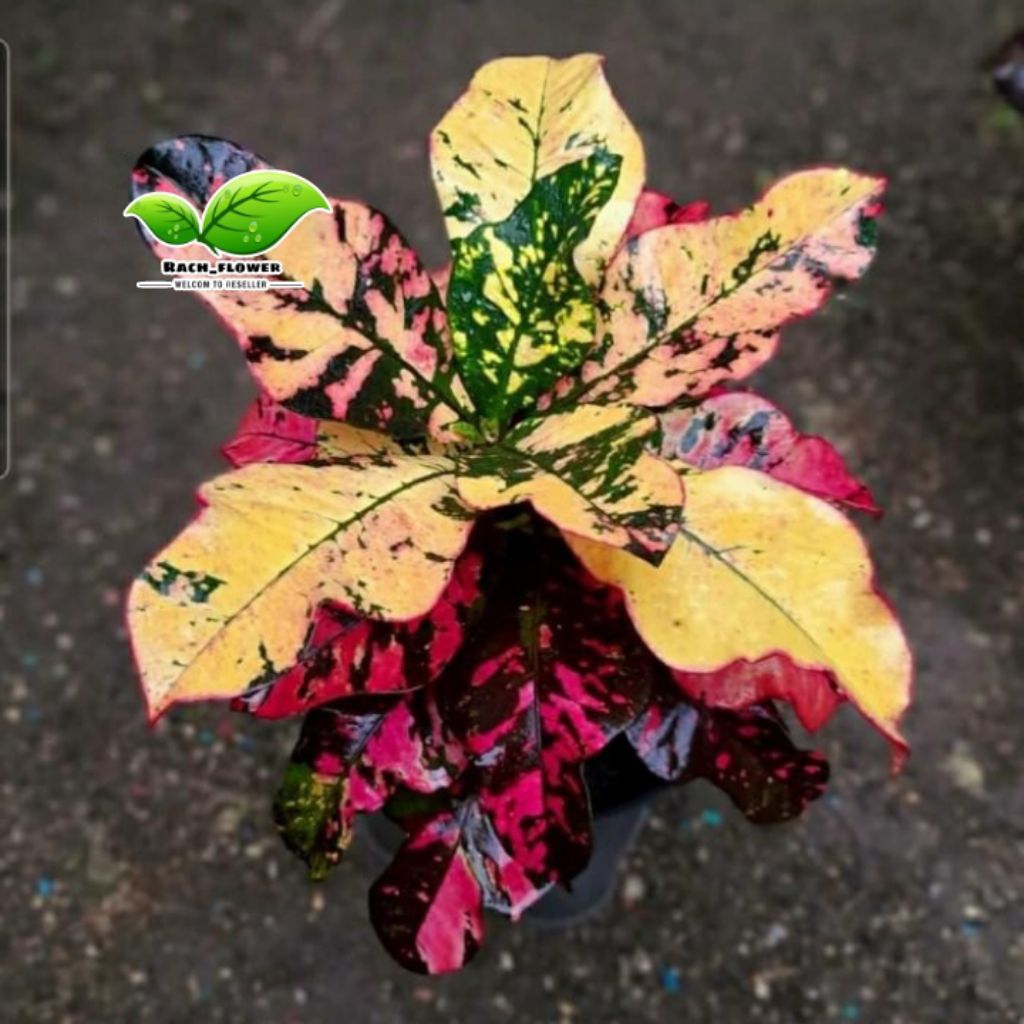 Tanaman hias puring oscar - pohon puring oscar - tanaman puring