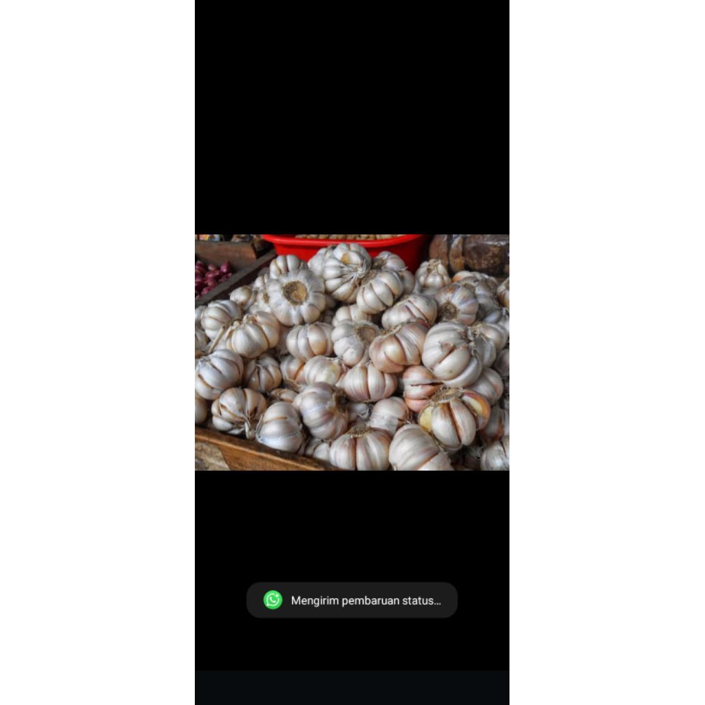 

bawang putih besar dan fres 1 kg