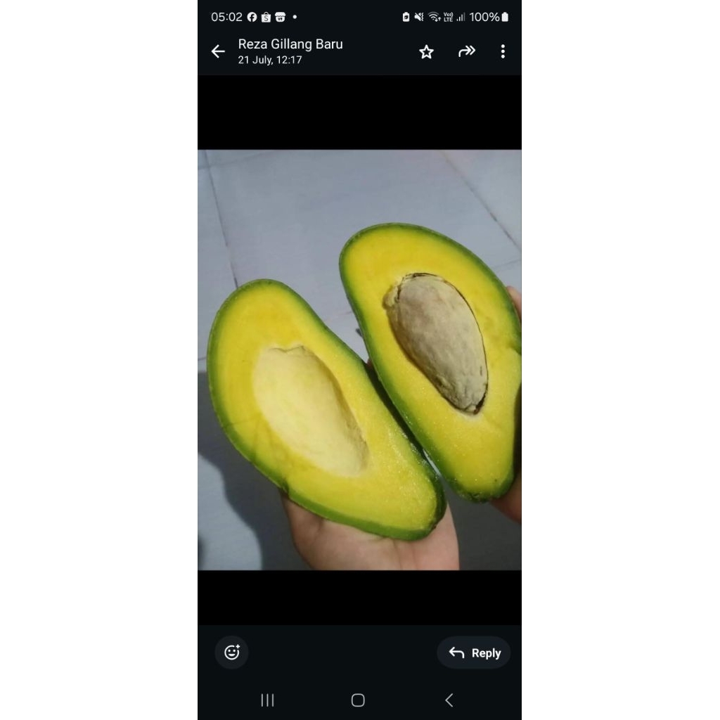 

Alpukat MENTEGA super creamy PREMIUM