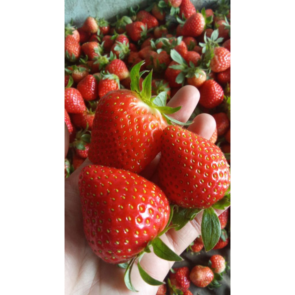 

STRAWBERRY CIWIDEY