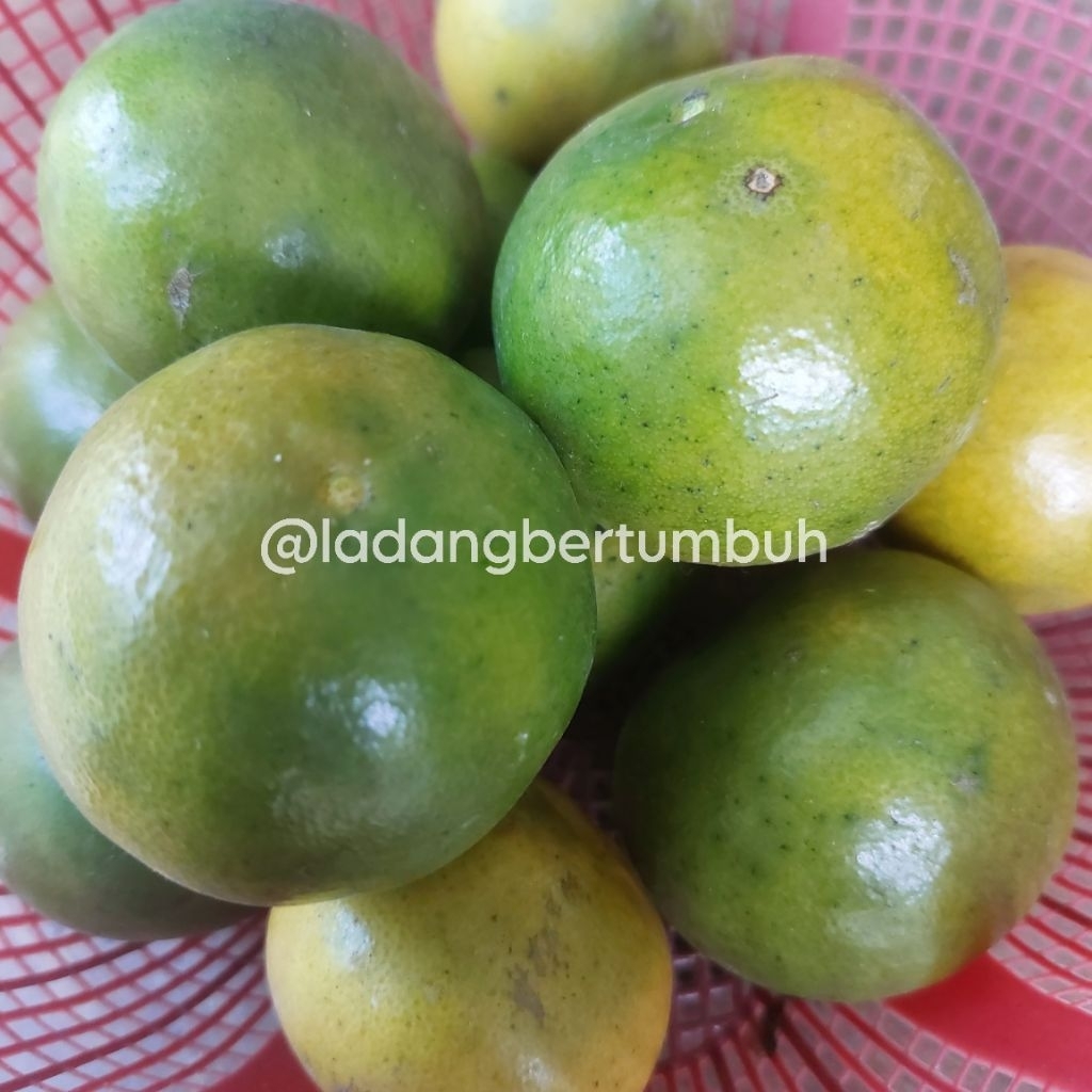 

Jeruk Peras Segar/Jeruk Wedang – LADANG BERTUMBUH