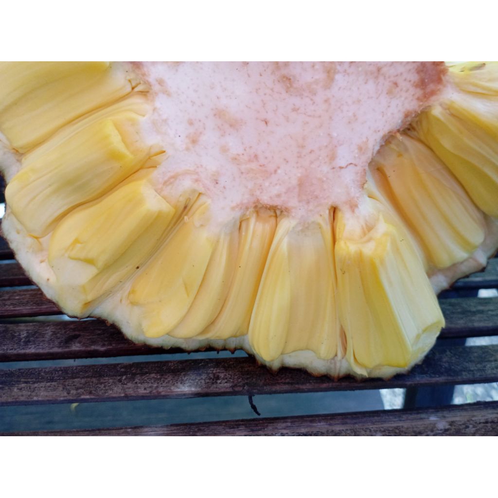 

BUAH NONGKO NANGKA MATANG MANIS