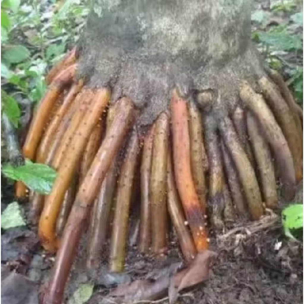 

Akar pinang buat pria /200 gr