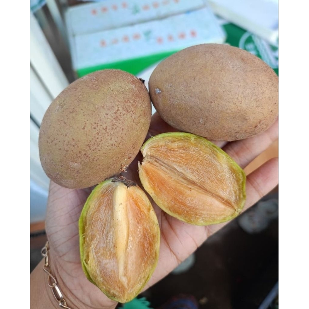 

Sawo manilo sawo madu sawo manis