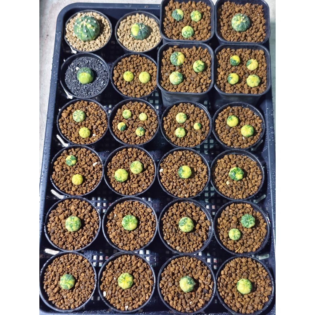 Astrophytum Variegata / Astro Var / Kaktus Astro