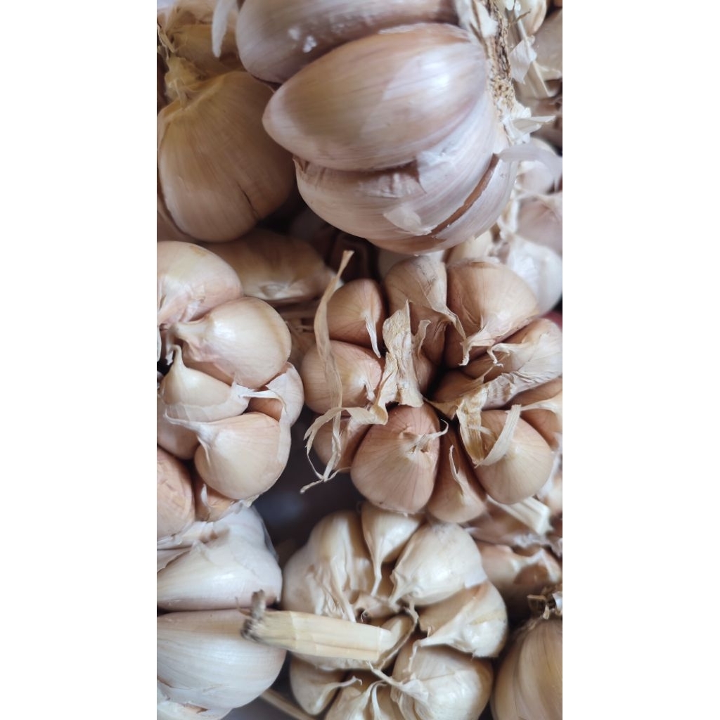 

Bawang Putih Jumbo 1,5 kg