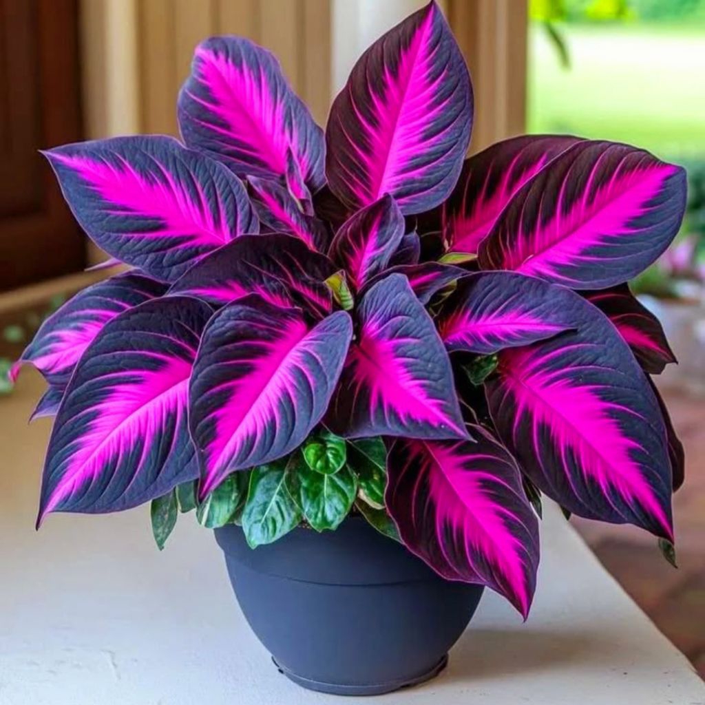 Tanaman Hias Keladi Lavender Thai Series Bunga Hias Keladi Caladium Anakan Murah BUKAN BONGGOL Tanam