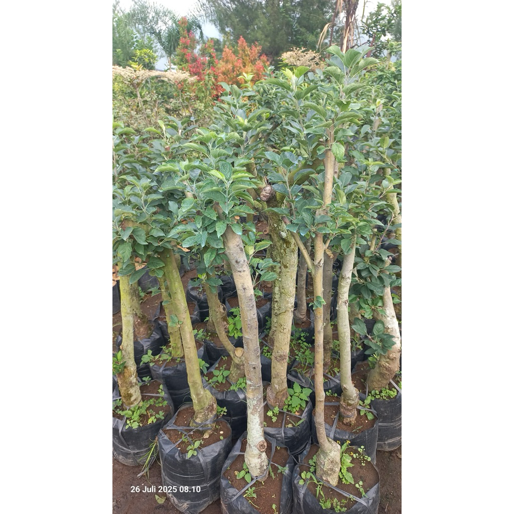 BIBIT APEL FUJI BATANG BESAR (indukan)