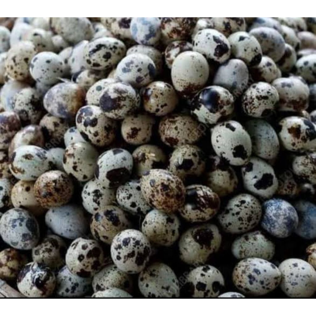 

telur puyuh kualitas terbaik langsung dari peternak pengiriman aman per 1kg