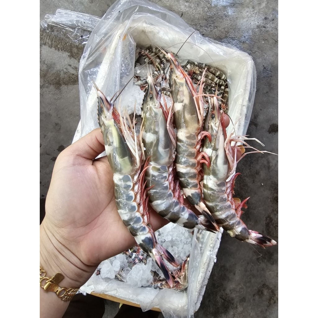 

UDANG TIGER MERAH 1KG