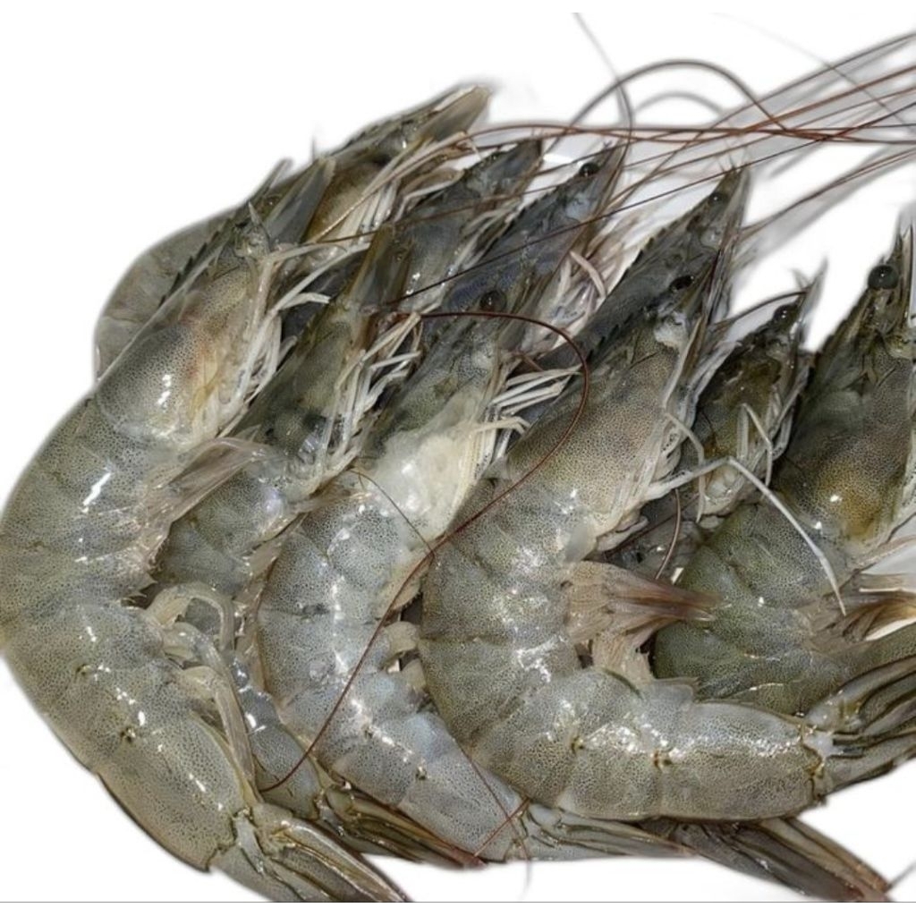 

Udang Vaname Size XL 500 Gram Fresh Quality Premium