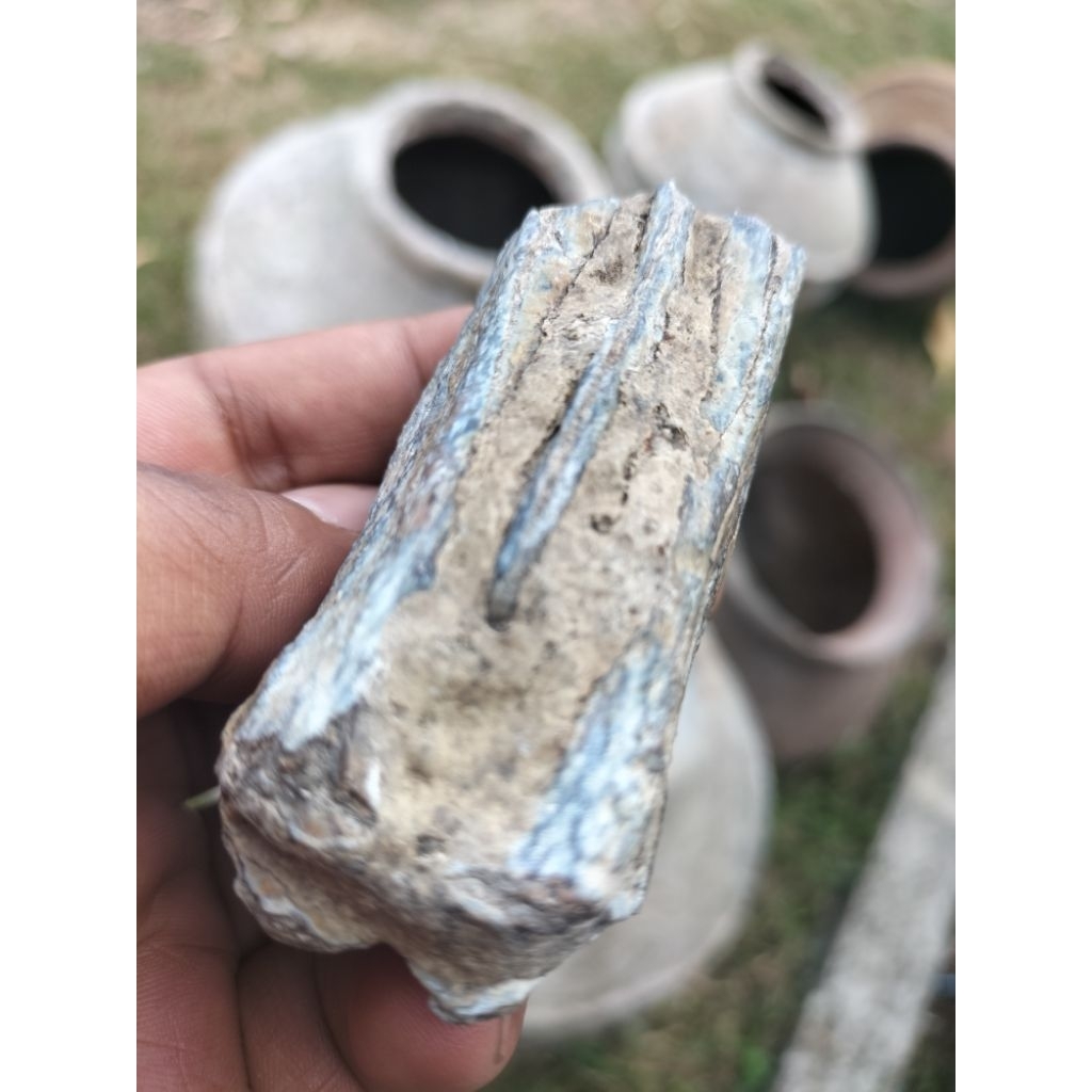 siung untu gigi warak memposil