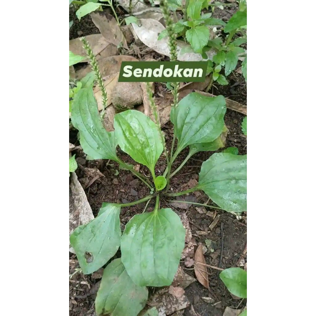 

Daun sendok (Ki urat) segar 10 lembar