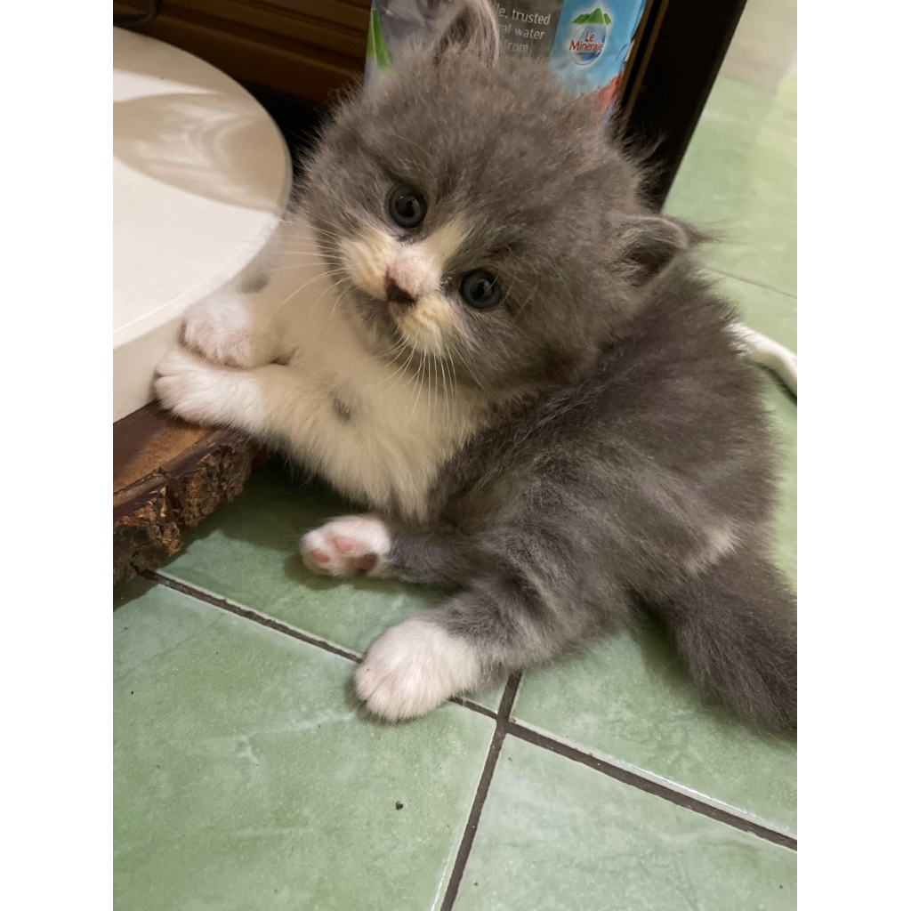 kitten persia flatnose bicolar