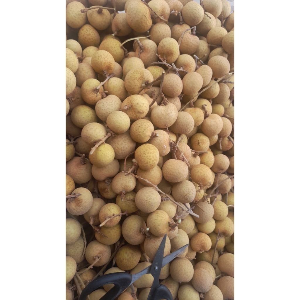 lengkeng 1 keranjang kurleb 12kg