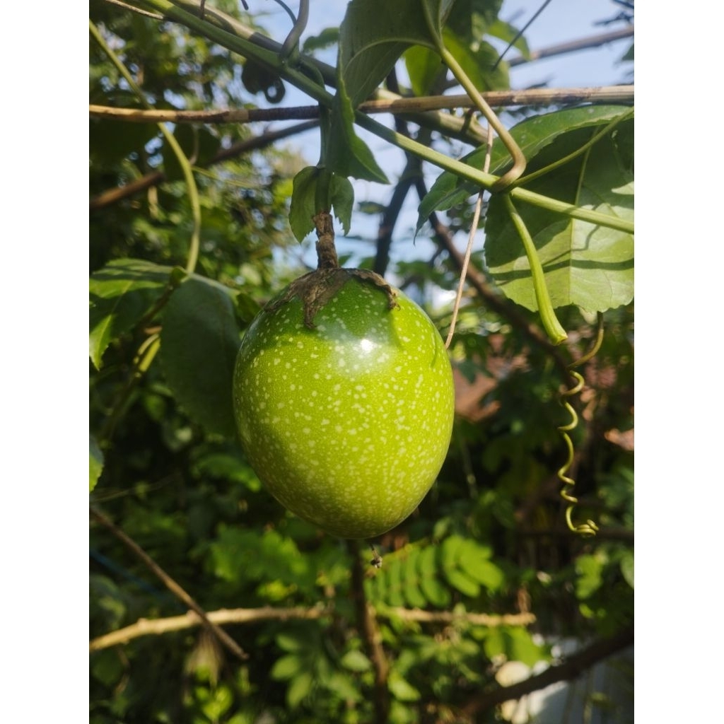 

Buah markisa segar ( 1 kg )