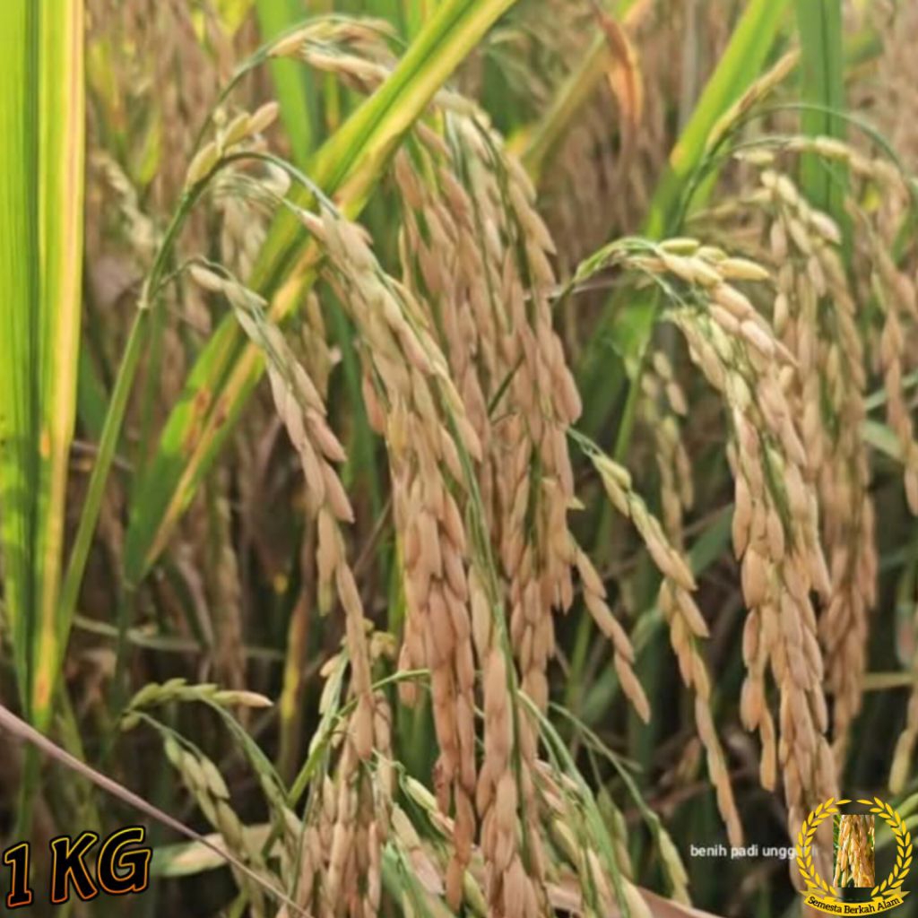 PADI CIHERANG CIPUTRI BIBIT PADI BERKUALITAS UNGGUL KEMASAN (1KG)