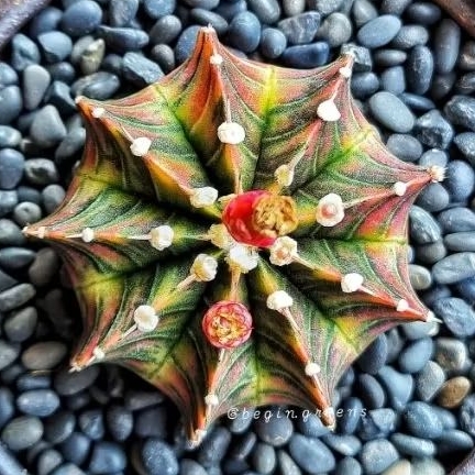 Biji / bibit Kaktus, potelan kaktus