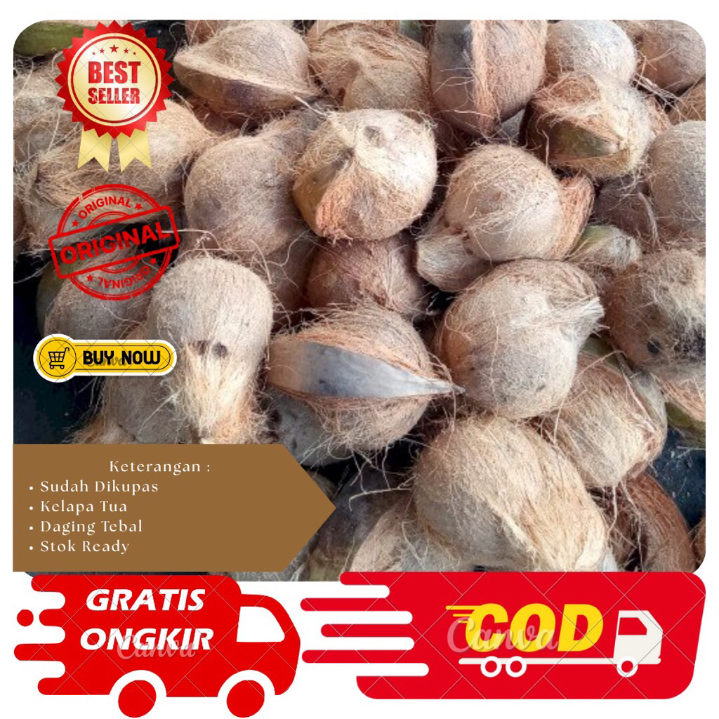 

Buah Kelapa Tua Fresh-Kualitas Baik